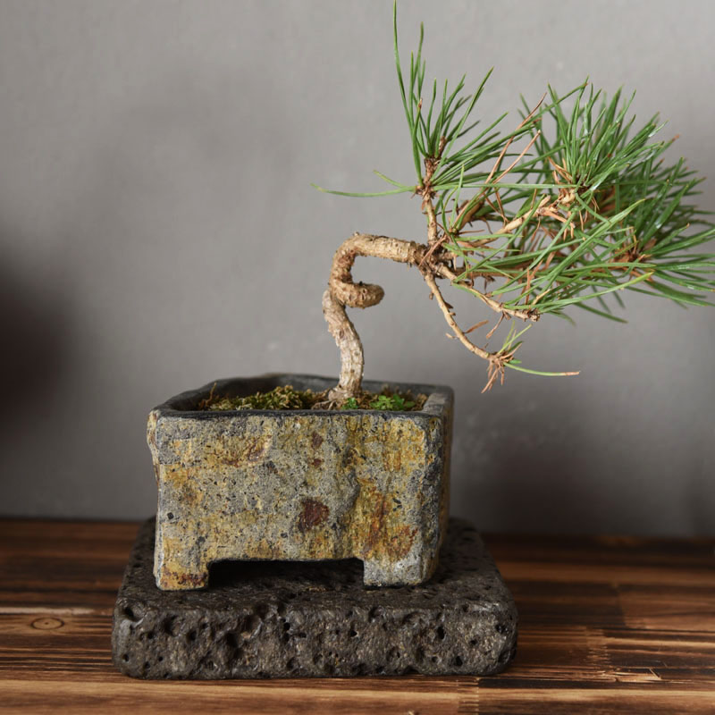 Basalt Natural Stone Flower Po - Bonsai Garden Indoor recension och pris