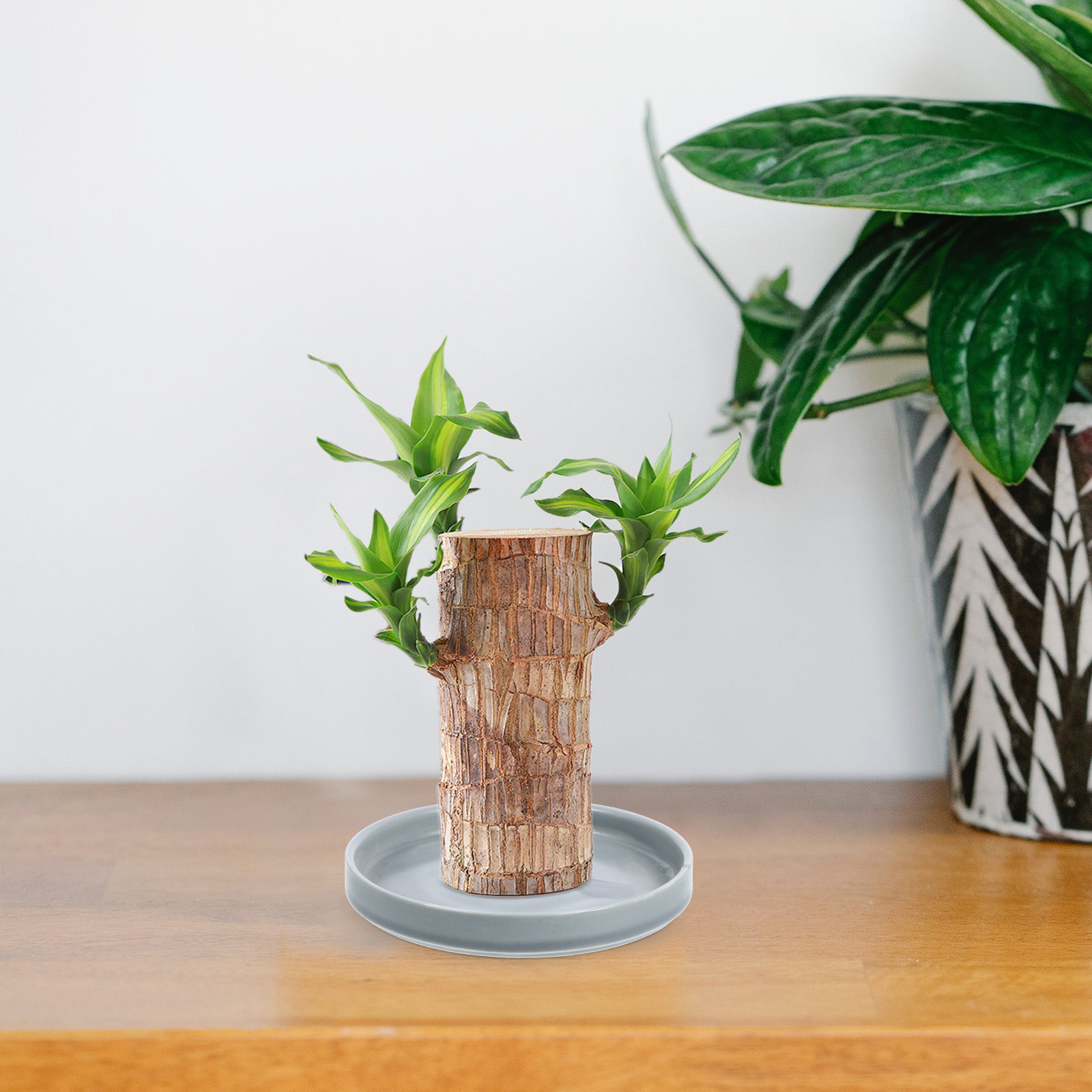 4.5 Inch Round Ceramic Planter - Bonsai Garden Indoor recension och pris